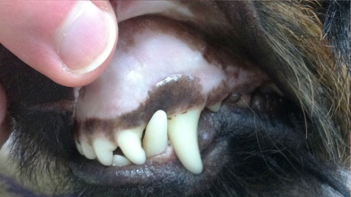 Blasse Schleimhaut beim Hund Ursachen und Behandlung